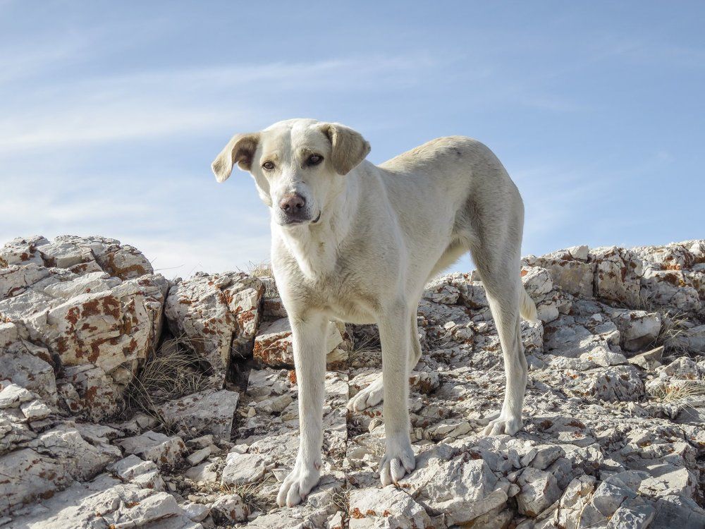 Горная собака