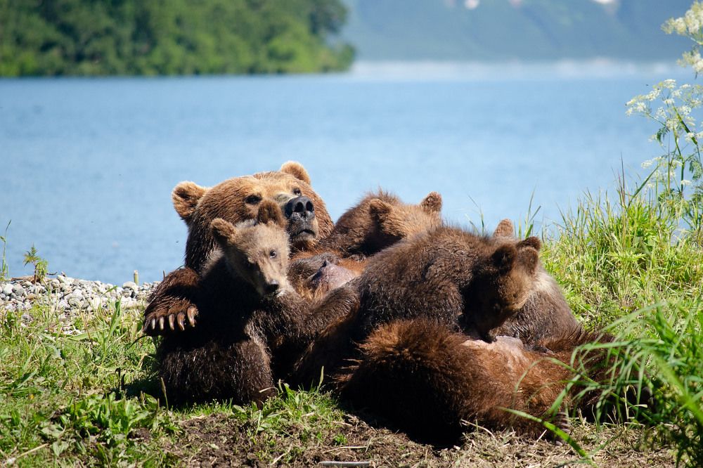 Чего смотришь? Обед у нас!