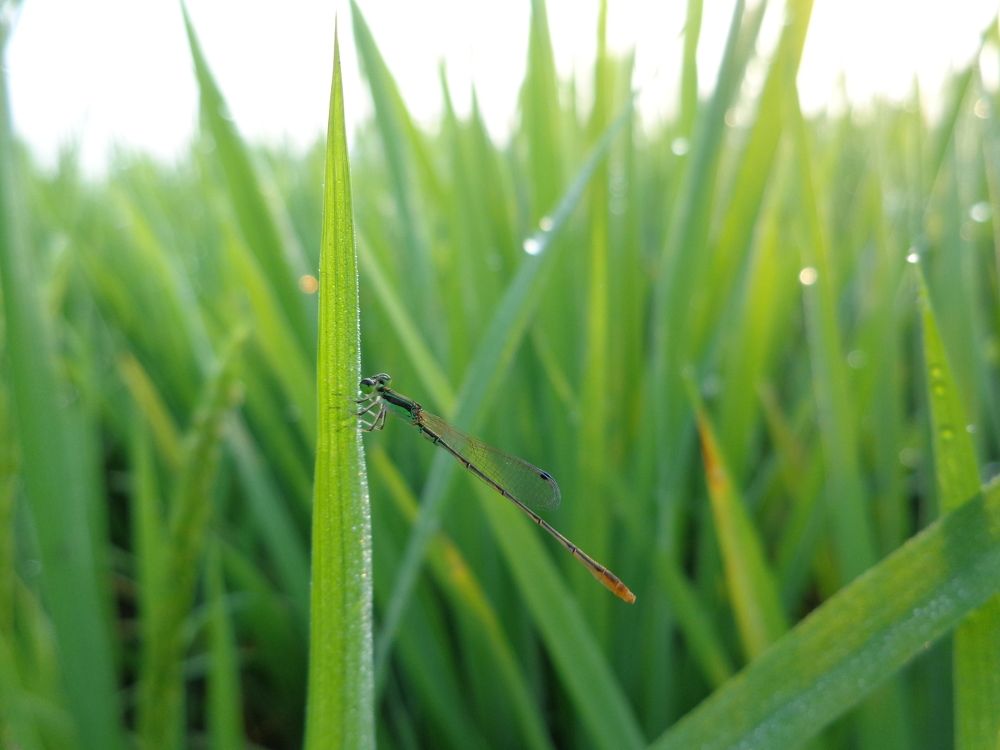 Village stories Fly in crops
