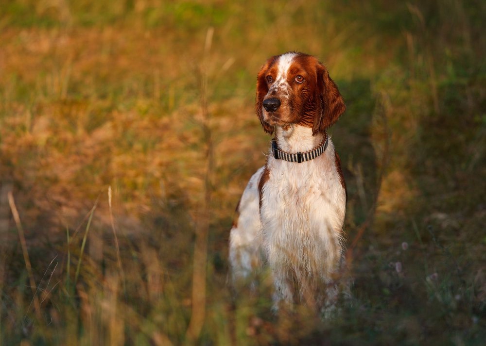 Летним вечером