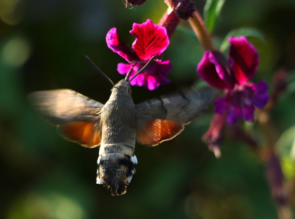 Языкан обыкновенный - Macroglossum stellatarum