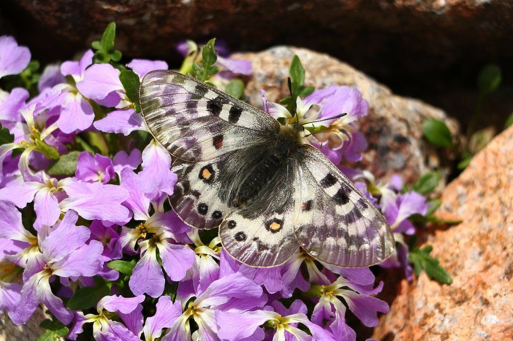 Аполлон - Parnassius apollo