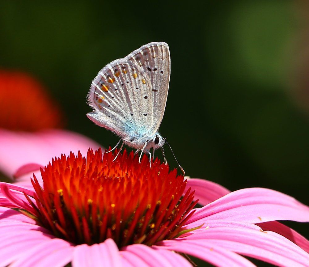 Голубянка икар - Polyommatus icarus