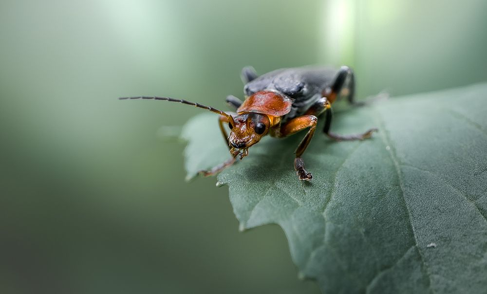 "Краповый" берет