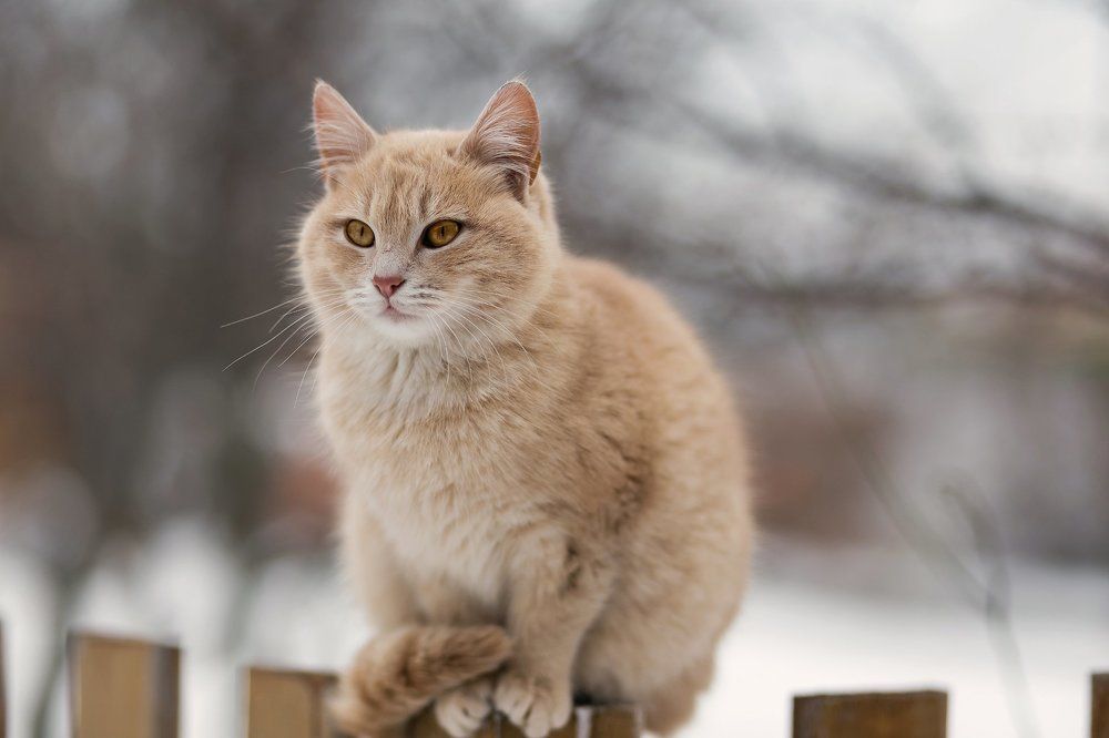 Fluffy cat on a wooden fence