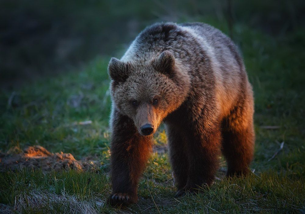 Мишка на севере