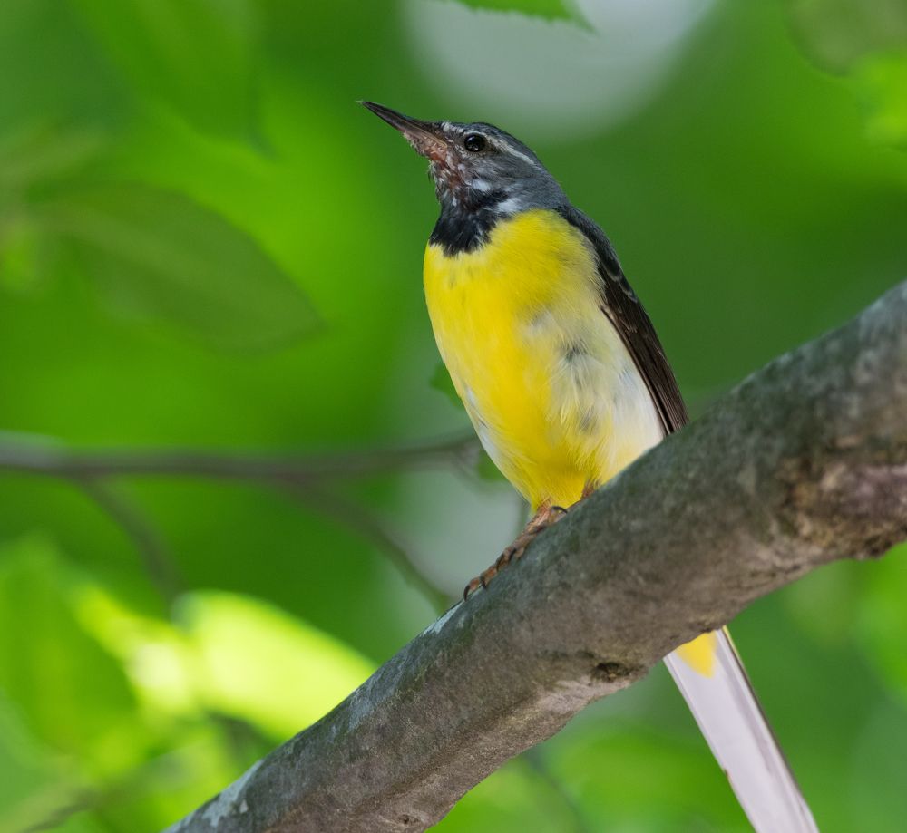 Горная трясогузка \ Grey wagtail \ Motacilla cinerea