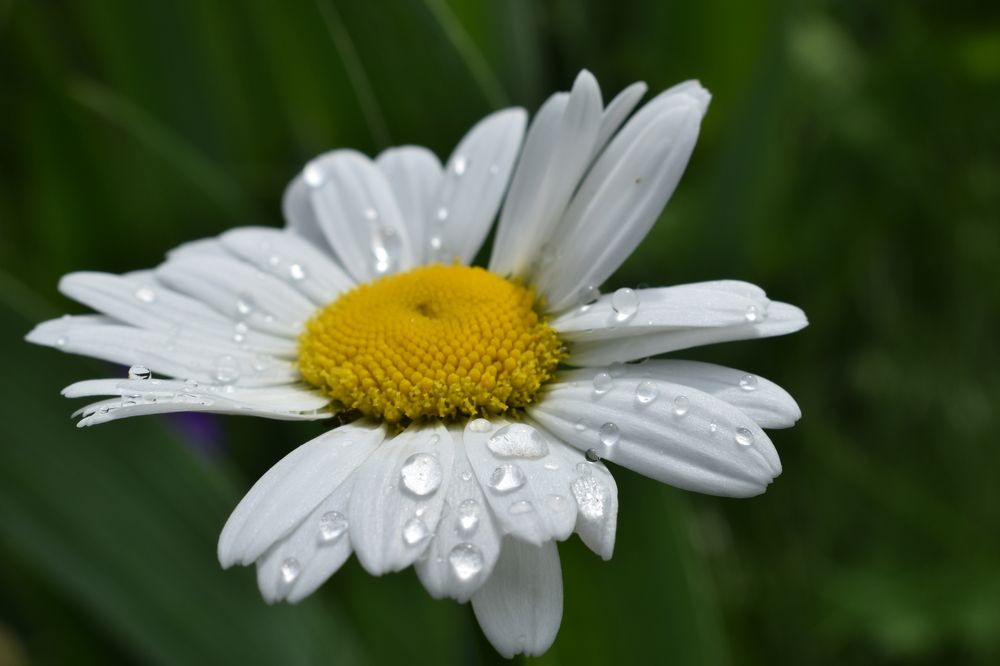 Утренняя роса на ромашке