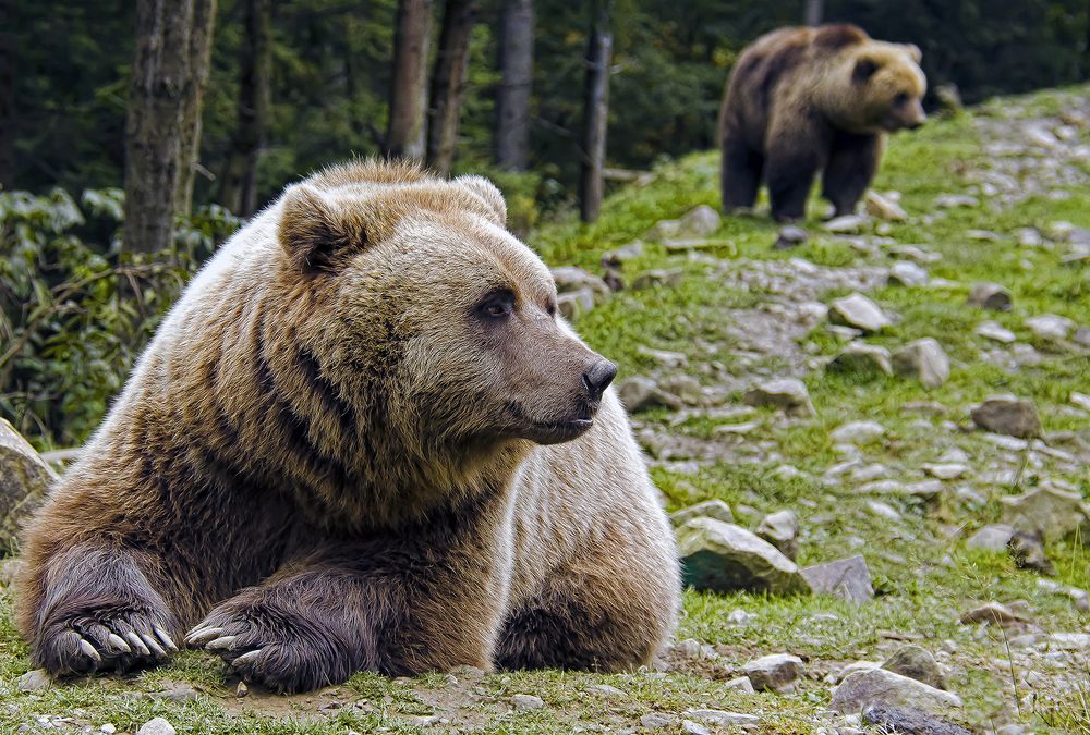 Репортаж с медвежьей тропы