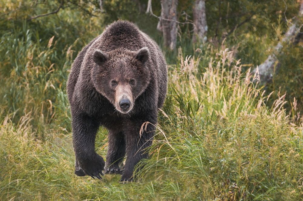 Встреча на тропе