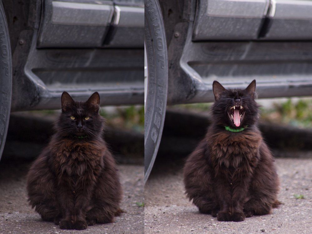 Его величество кот