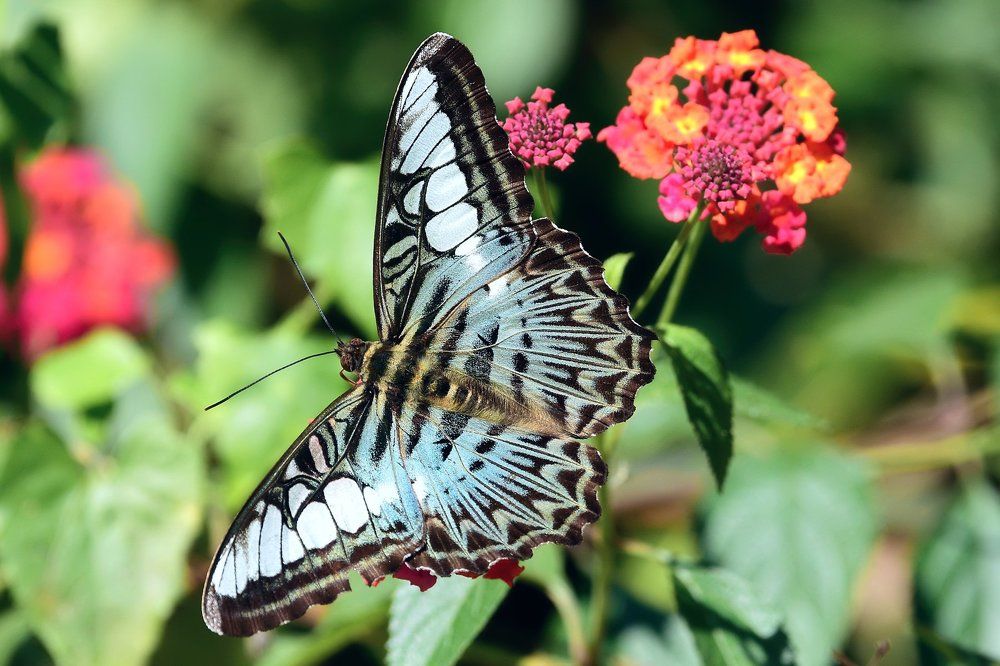 Сильвия тигровая, Parthenos sylvia, Clipper