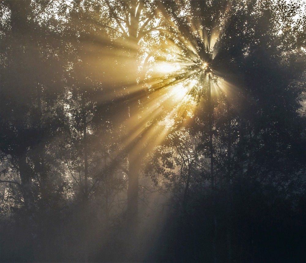 Росное утро.