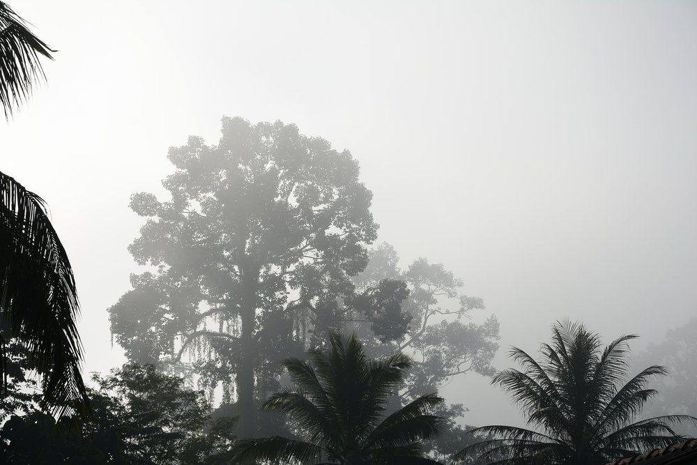 Туманное утро