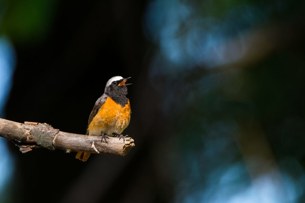 Горихвосткая обыкновенная \ Common redstart \ Phoenicurus phoenicurus