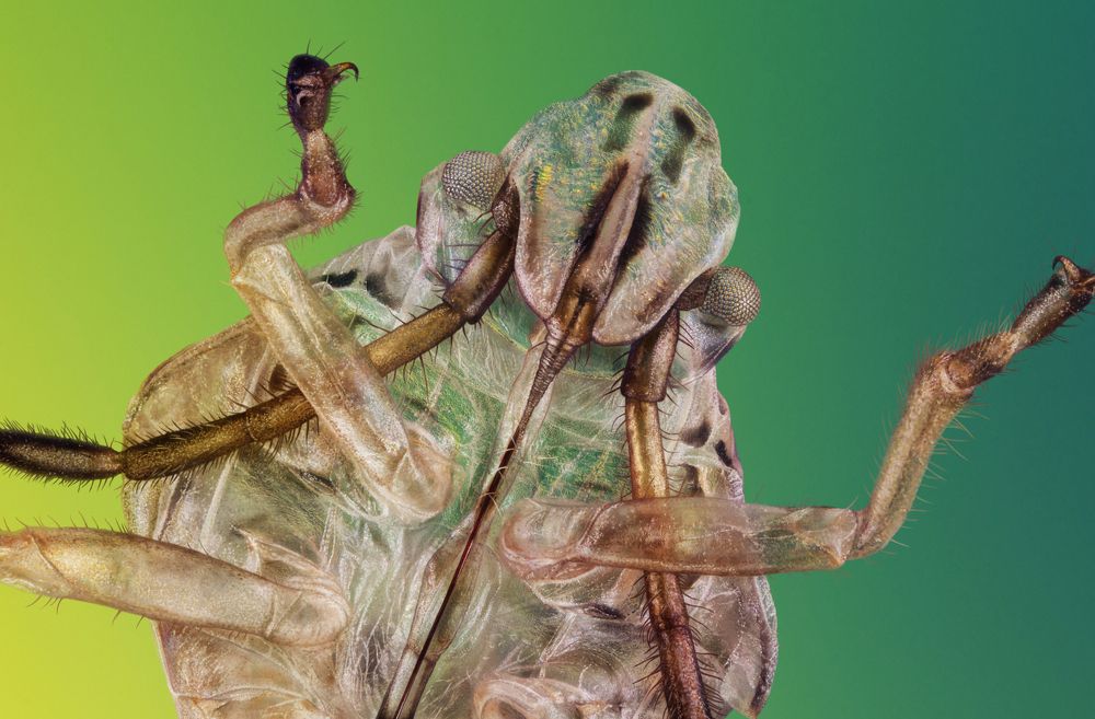 Exoskeleton of a bug