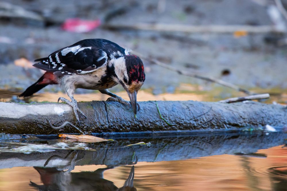 Photograph by Михаил Гнатковский