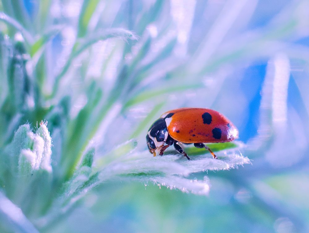 Photograph by Никанорова Ольга