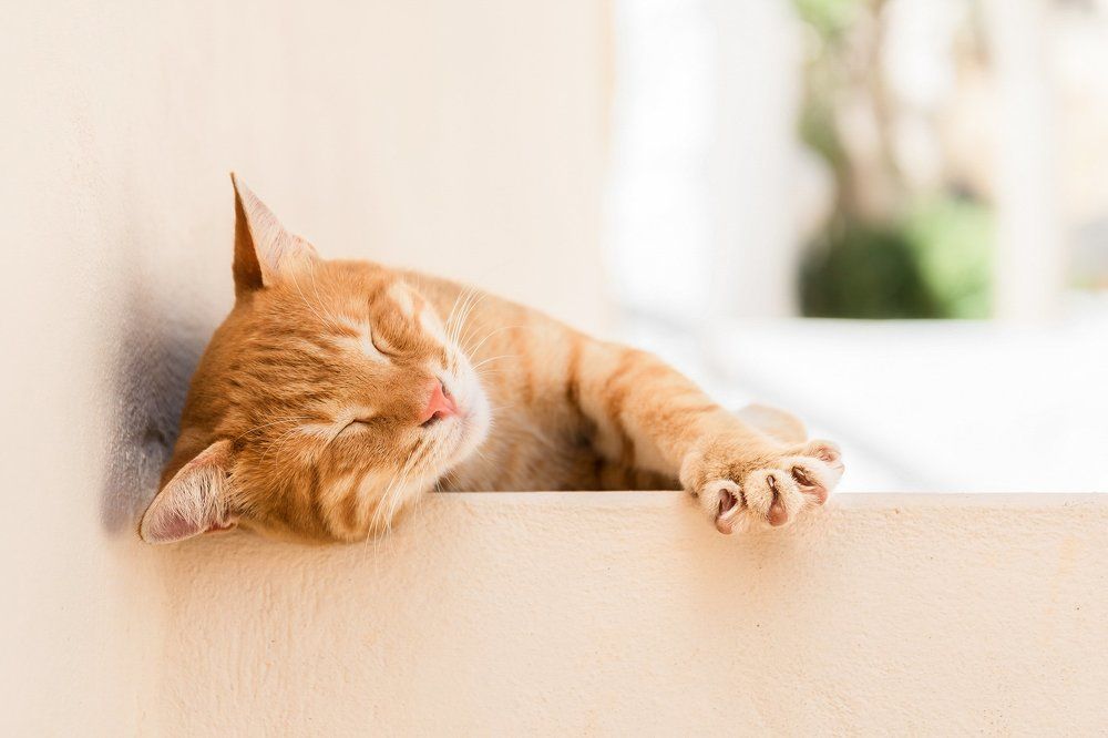 Блаженство