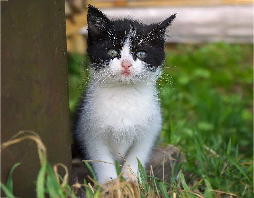 Наш котёнок Мурзик.