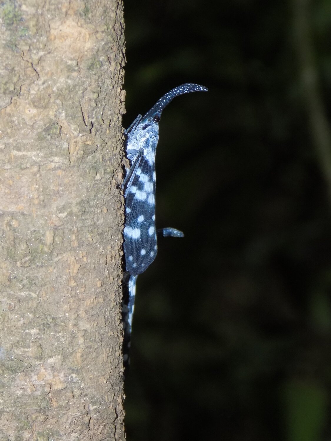 Unknown insect
