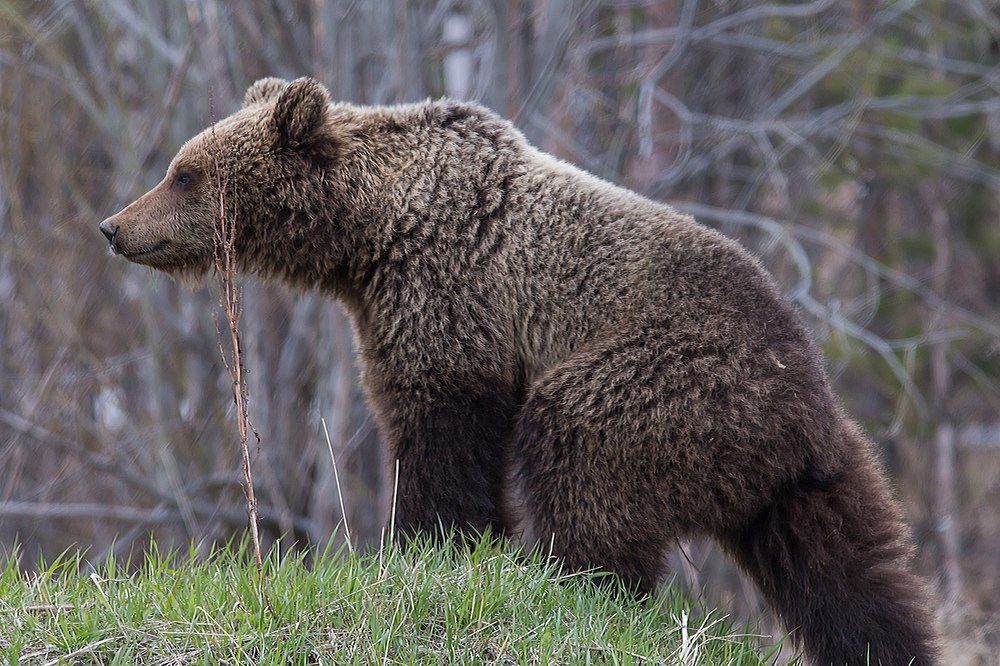 Мишка на севере