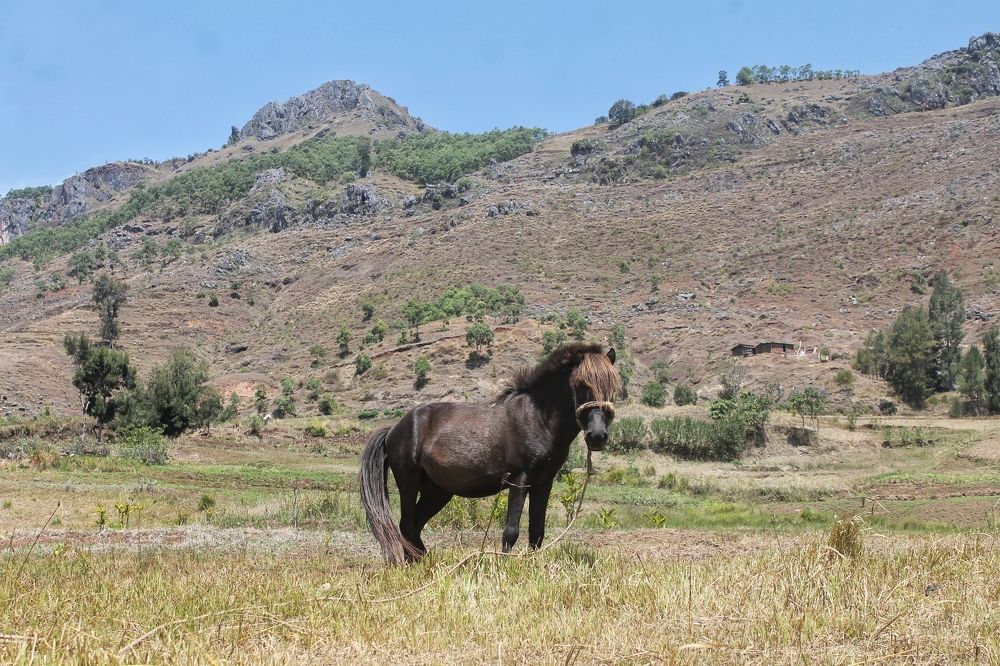 The horse from the East