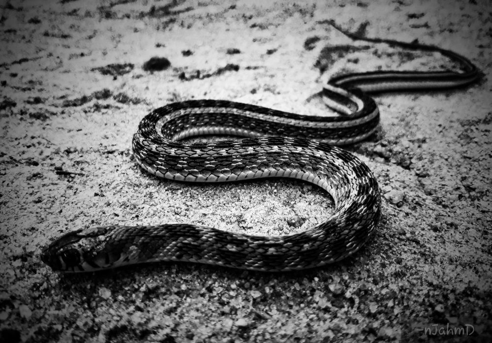 Black and white snake