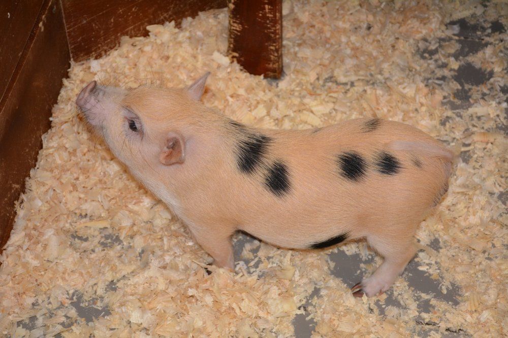 Фотография автора Елена Бракоренко