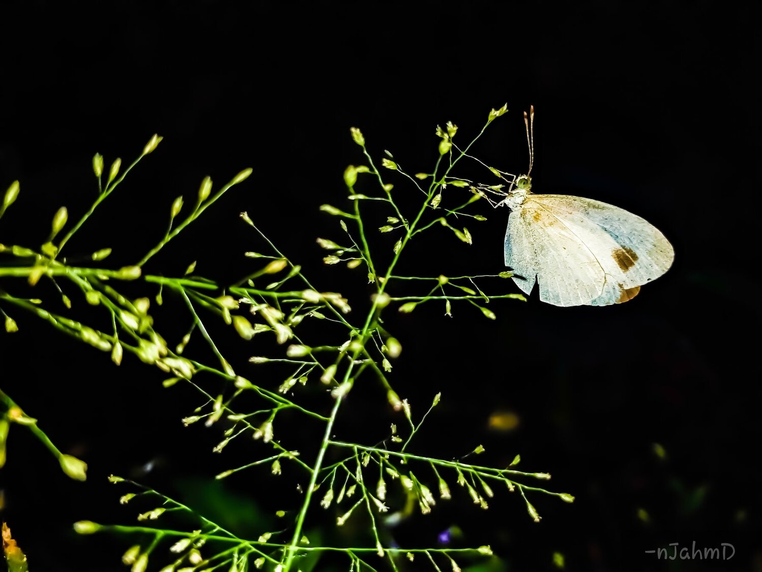 White Butterfly