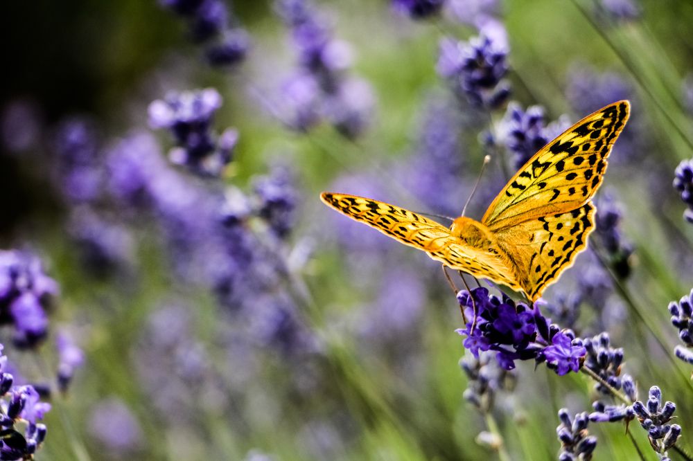 Photograph by Антон Кривошейцев