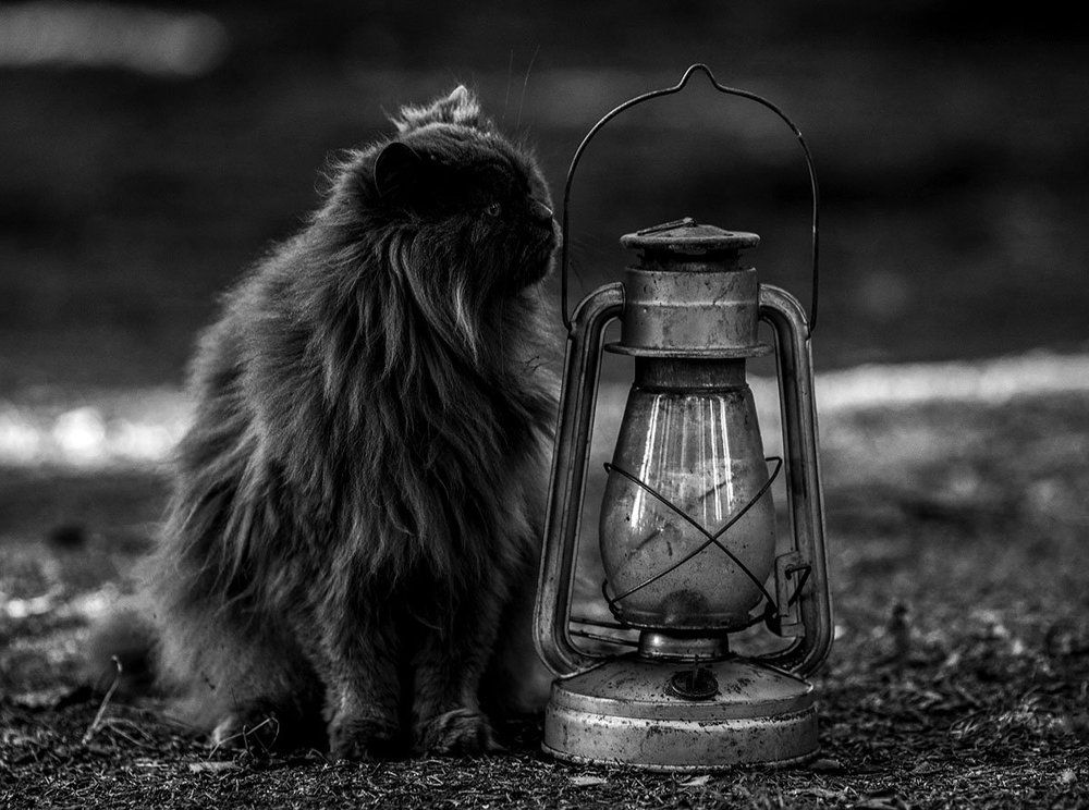 Кот Баюн