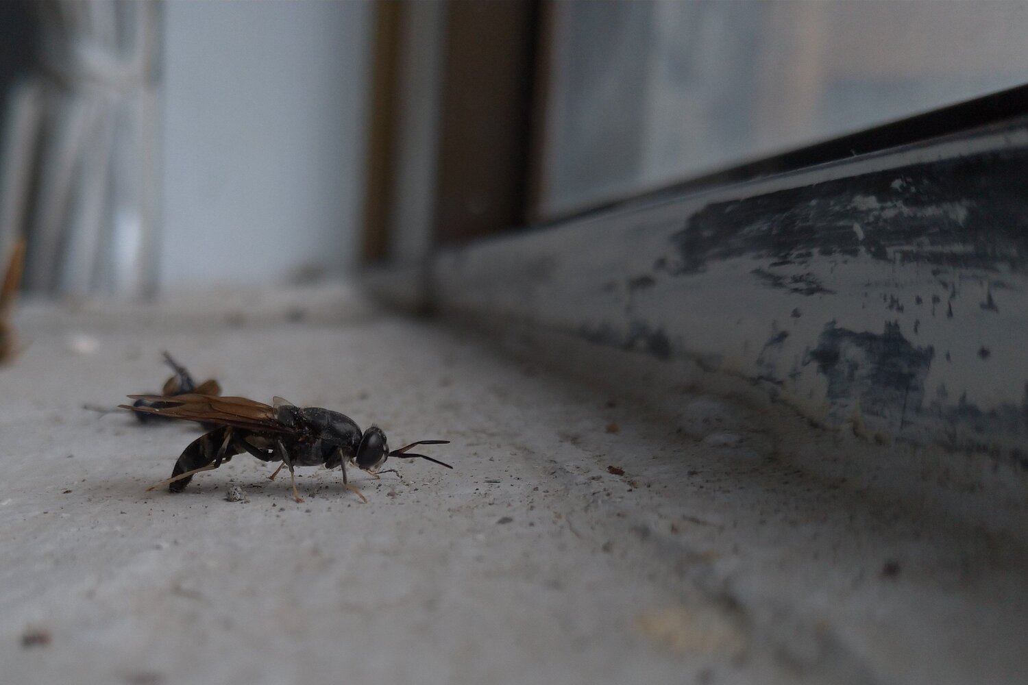 Insect of Death