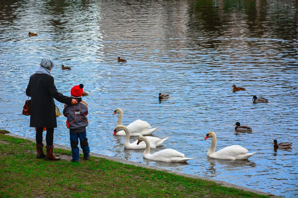 Кормление лебедей