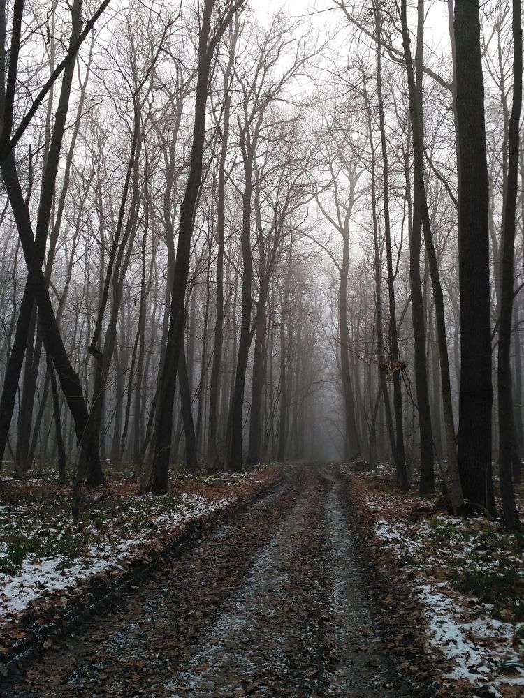 лесная дорога