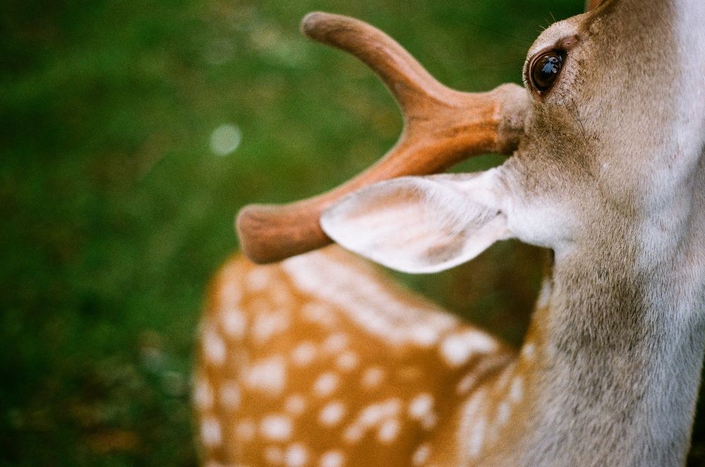 Deer
