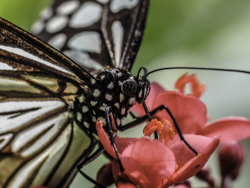 upclose with a Blue Tiger