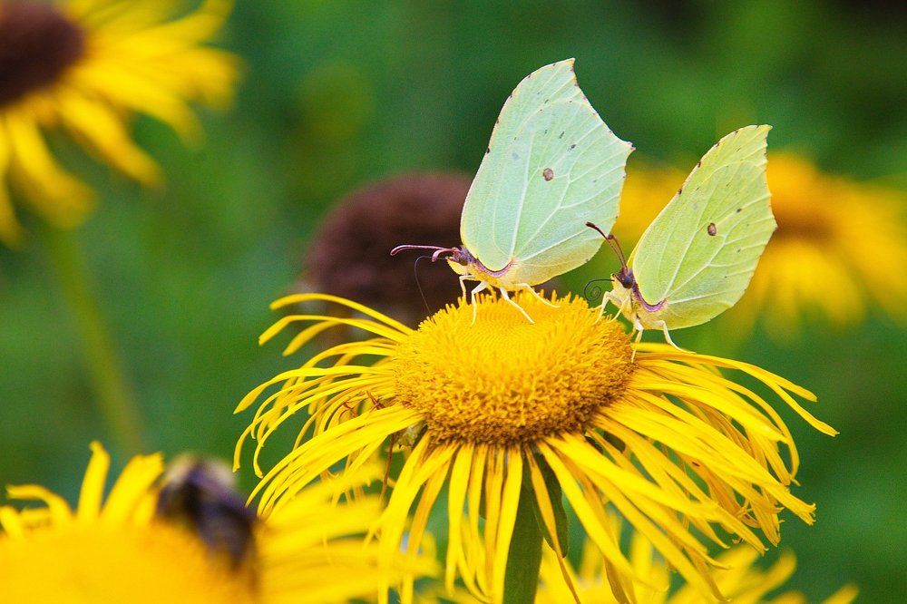 Семейный завтрак