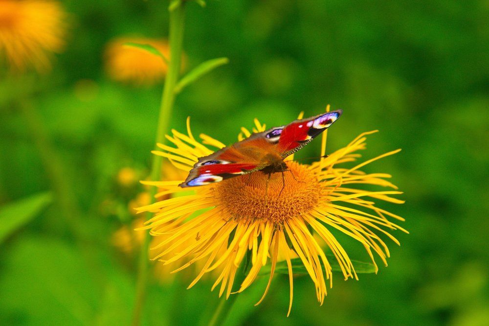 Photograph by Вениамин Дардык