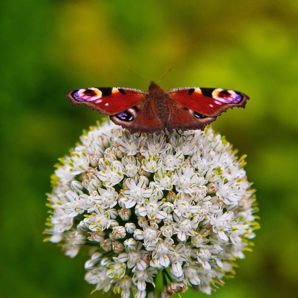 Photograph by Вениамин Дардык