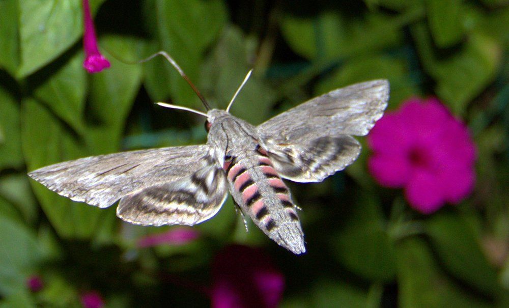 Бражник ночной