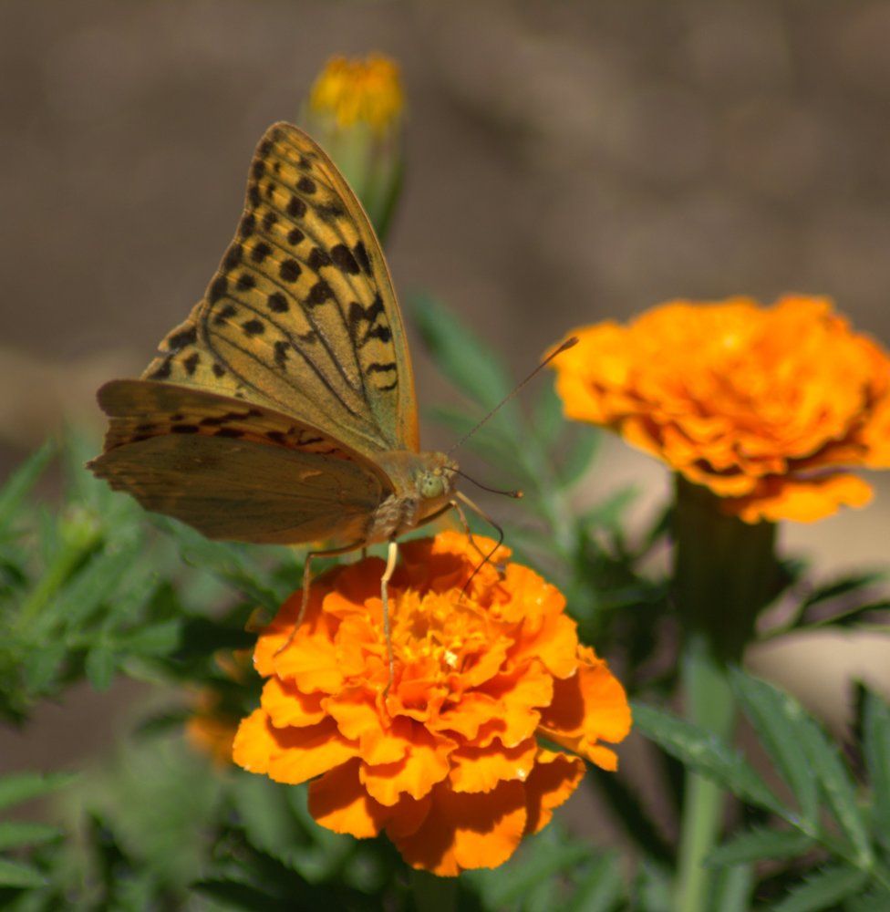бабочки красавица