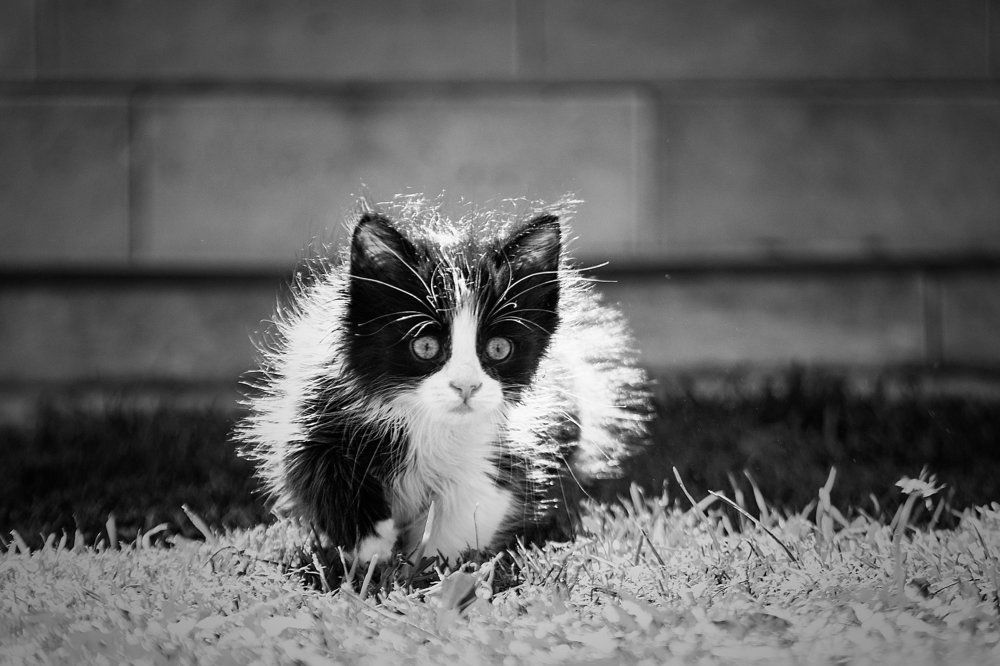 Как одуванчик