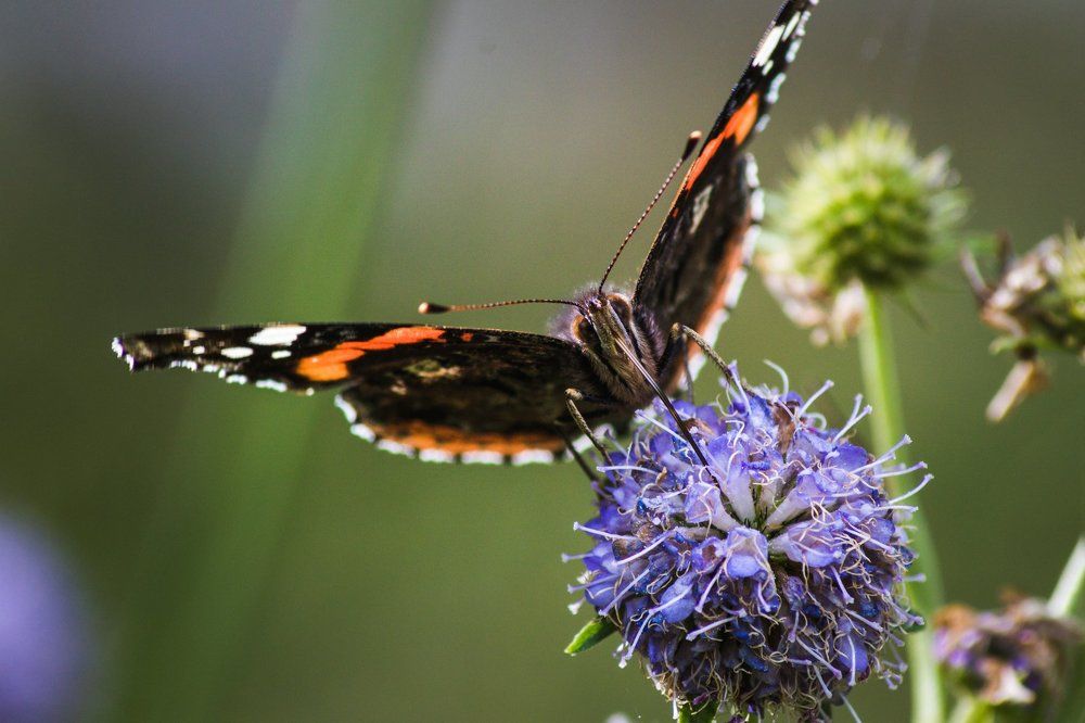 Крапивница