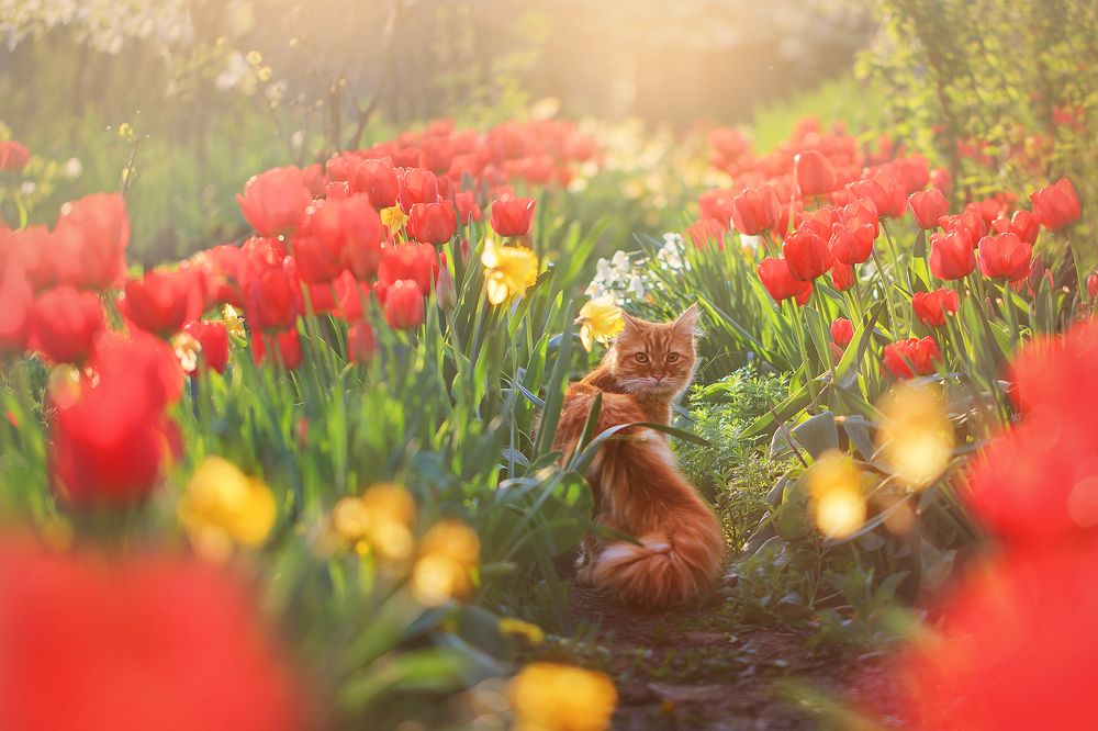 на красной дорожке