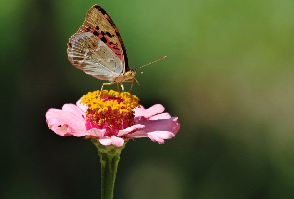 Охотник за нектаром