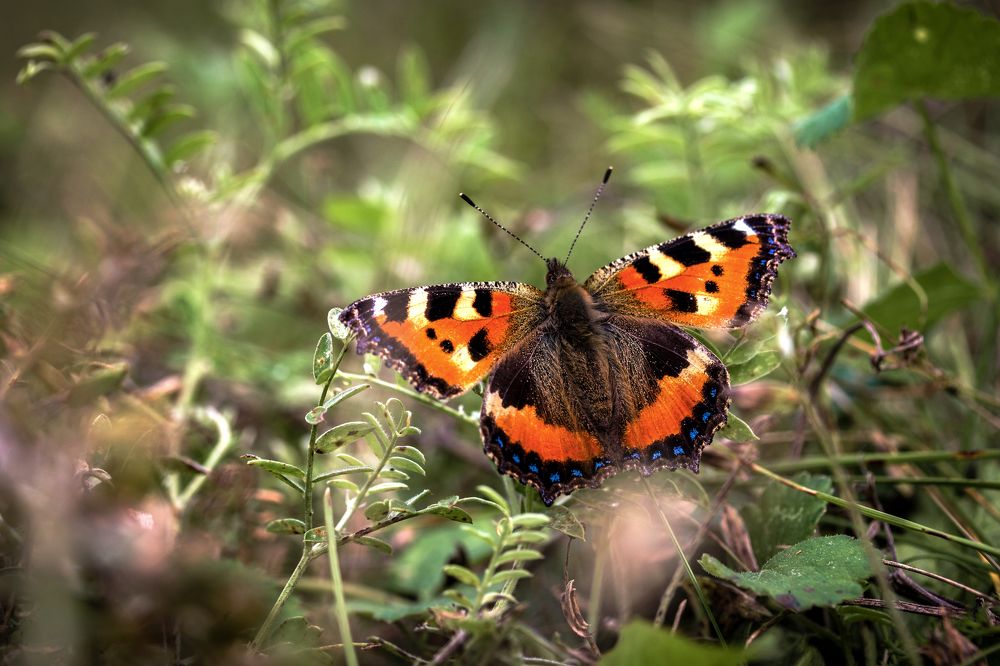 Photograph by Evgenii Pyatkov