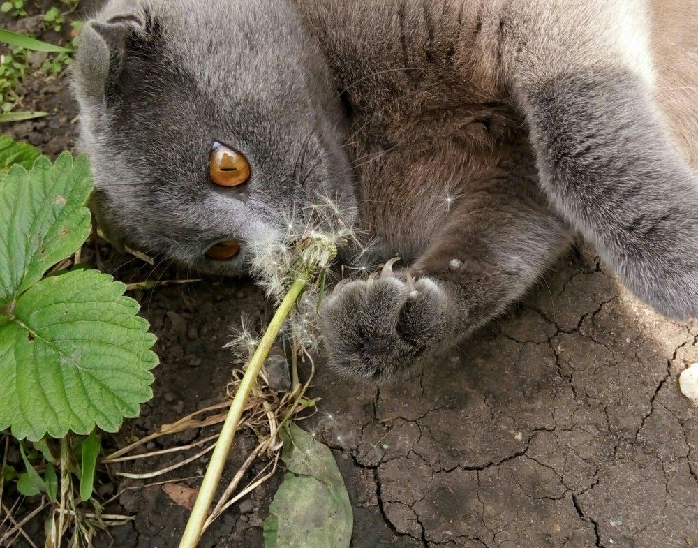 Котя)