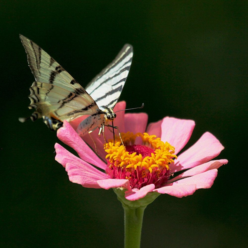 Приятная трапеза