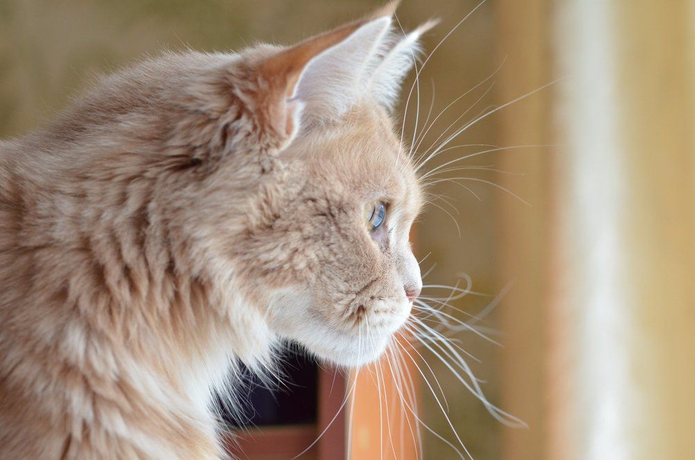 Любимица Алиса у окна.